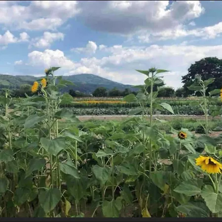 Apartmán Ferienregion Bergstrasse *