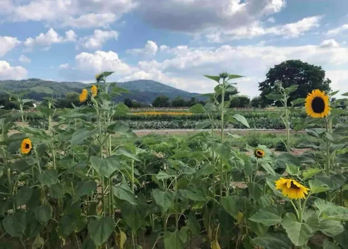 דירה Ferienregion Bergstrasse *